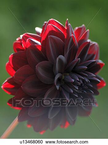 Red chrysanthenum View Large Photo Image Stock Image - Red chrysanthenum. Fotosearch