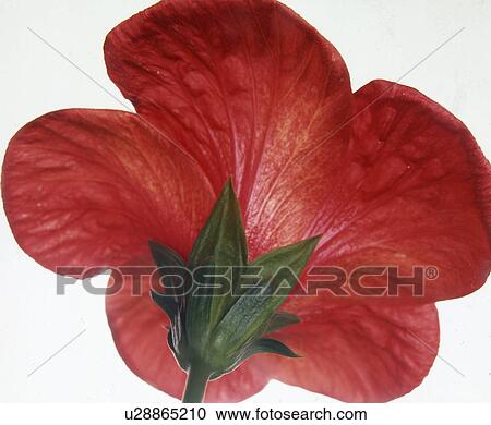Stock Image - Red flower. Fotosearch