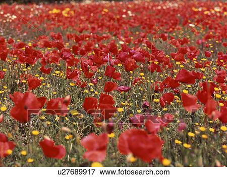 Red poppy seeds View Large Photo Image Stock Photo - Red poppy seeds. Fotosearch