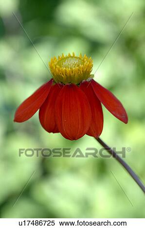 Red summer flower View Large Photo Image Stock Photography - Red summer flower. Fotosearch
