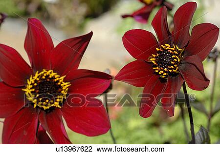 Red summer flowers View Large Photo Image Stock Image - Red summer flowers. Fotosearch