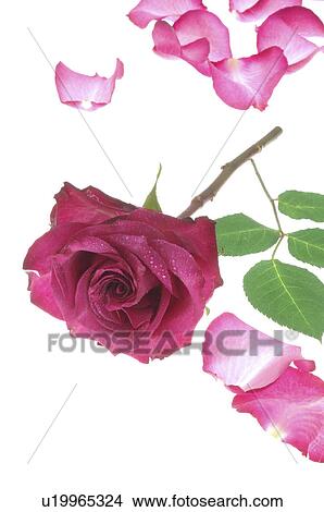 Single rose View Large Photo Image Picture - Single rose. Fotosearch