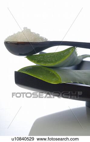 Stock Photo - Beautiful with Aloe Vera. Fotosearch