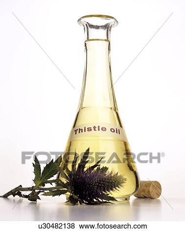 Thisle oil View Large Photo Image Stock Photo - Thisle oil. Fotosearch