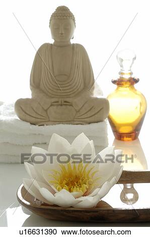 White water lily View Large Photo Image Stock Image - White water lily. Fotosearch