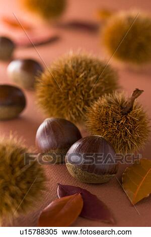 Stock Photography - Chestnut. Fotosearch