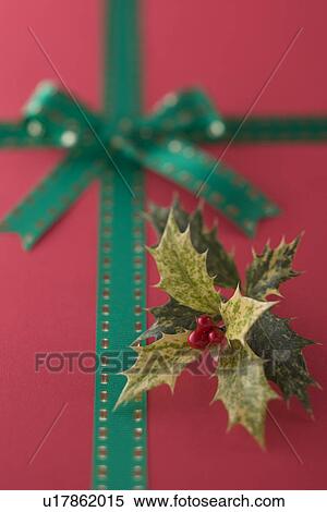 Holly and Ribbon View Large Photo Image Stock Photography - Holly and Ribbon. Fotosearch