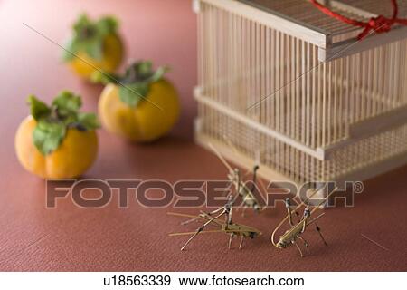 Stock Photo - Insect Cage and Bamboo Work of Bell-ring Cricket. Fotosearch