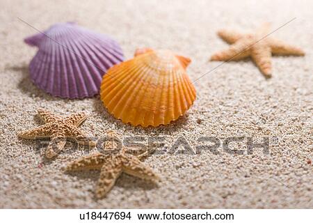 Picture - Shell. Fotosearch