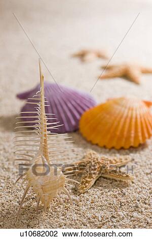 Shell View Large Photo Image Stock Image - Shell. Fotosearch