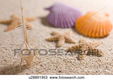 Stock Image - Shell. Fotosearch