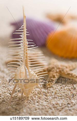 Shell View Large Photo Image Stock Photo - Shell. Fotosearch