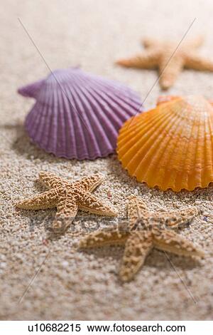 Shell View Large Photo Image Stock Photography - Shell. Fotosearch