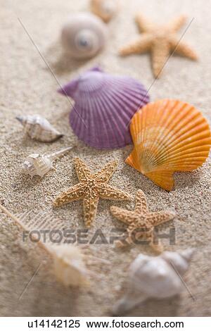 Stock Photography - Shell. Fotosearch