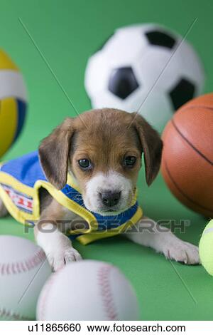 Stock Image - Beagle Puppy and Sports. Fotosearch