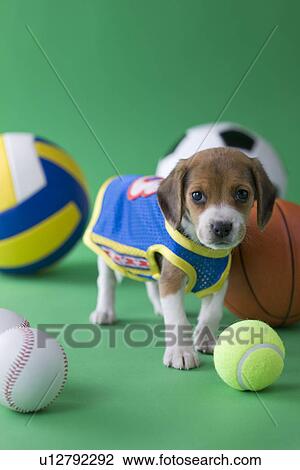 Stock Image - Beagle Puppy and Sports. Fotosearch