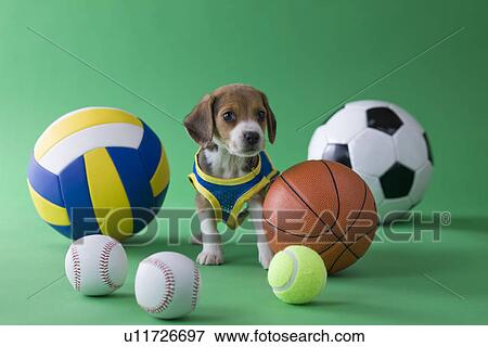 Stock Photo - Beagle Puppy and Sports. Fotosearch