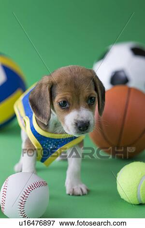 Stock Photo - Beagle Puppy and Sports. Fotosearch
