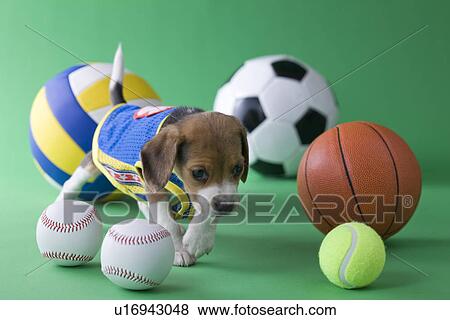 Beagle Puppy and Sports View Large Photo Image Stock Photo - Beagle Puppy and Sports. Fotosearch