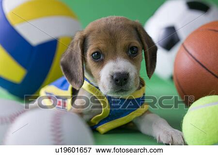 Beagle Puppy and Sports View Large Photo Image Stock Photo - Beagle Puppy and Sports. Fotosearch