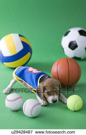 Stock Photo - Beagle Puppy and Sports. Fotosearch