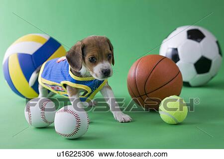 Stock Photograph - Beagle Puppy and Sports. Fotosearch