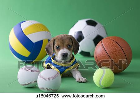 Stock Photography - Beagle Puppy and Sports. Fotosearch