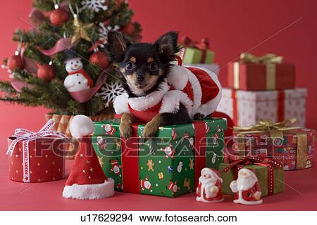 Picture - Chihuahua Puppy and Christmas. Fotosearch