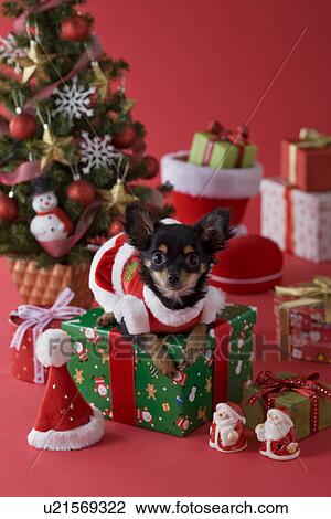 Chihuahua Puppy and Christmas View Large Photo Image Stock Image - Chihuahua Puppy and Christmas. Fotosearch