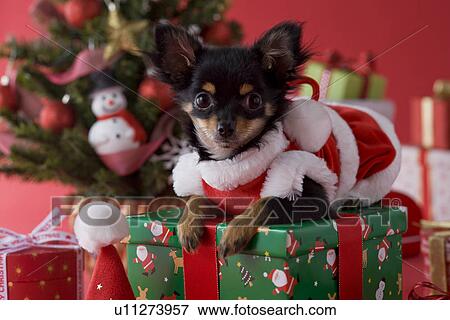 Stock Photo - Chihuahua Puppy and Christmas. Fotosearch