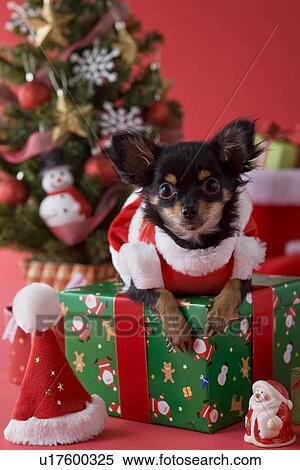 Chihuahua Puppy and Christmas View Large Photo Image Stock Photography - Chihuahua Puppy and Christmas. Fotosearch