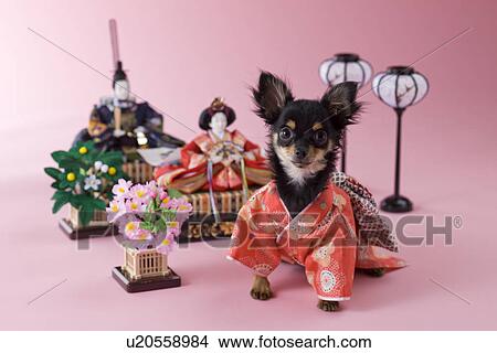 Picture - Chihuahua Puppy and Hinamatsuri Doll. Fotosearch