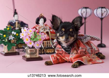 Chihuahua Puppy and Hinamatsuri Doll View Large Photo Image Stock Image - Chihuahua Puppy and Hinamatsuri Doll. Fotosearch
