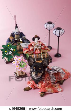 Chihuahua Puppy and Hinamatsuri Doll View Large Photo Image Stock Image - Chihuahua Puppy and Hinamatsuri Doll. Fotosearch