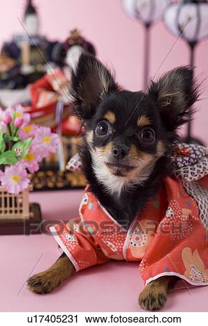 Stock Image - Chihuahua Puppy and Hinamatsuri Doll. Fotosearch