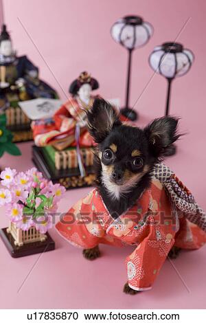 Stock Image - Chihuahua Puppy and Hinamatsuri Doll. Fotosearch