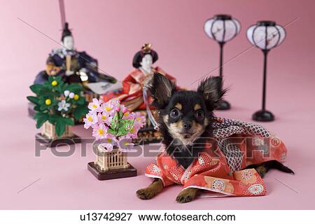 Chihuahua Puppy and Hinamatsuri Doll View Large Photo Image Stock Photo - Chihuahua Puppy and Hinamatsuri Doll. Fotosearch