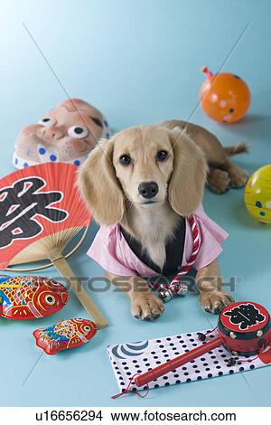 Picture - Dachshund Puppy and Summer Festival. Fotosearch