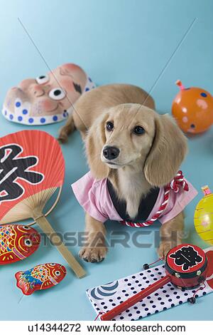 Stock Image - Dachshund Puppy and Summer Festival. Fotosearch