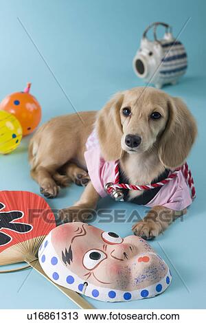 Stock Image - Dachshund Puppy and Summer Festival. Fotosearch