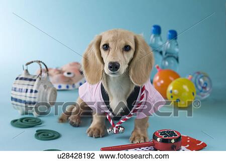 Stock Image - Dachshund Puppy and Summer Festival. Fotosearch