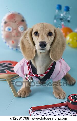 Dachshund Puppy and Summer Festival View Large Photo Image Stock Photo - Dachshund Puppy and Summer Festival. Fotosearch