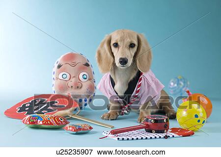 Stock Photo - Dachshund Puppy and Summer Festival. Fotosearch