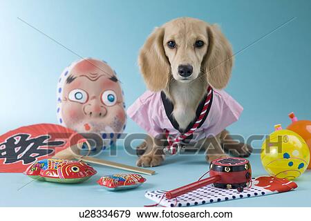 Stock Photo - Dachshund Puppy and Summer Festival. Fotosearch