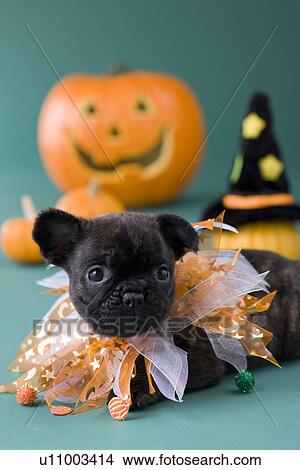 Picture - French Bulldog Puppy and Halloween. Fotosearch