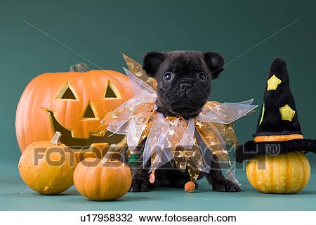 French Bulldog Puppy and Halloween View Large Photo Image Stock Image - French Bulldog Puppy and Halloween. Fotosearch