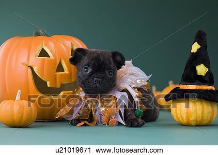 French Bulldog Puppy and Halloween View Large Photo Image Stock Image - French Bulldog Puppy and Halloween. Fotosearch