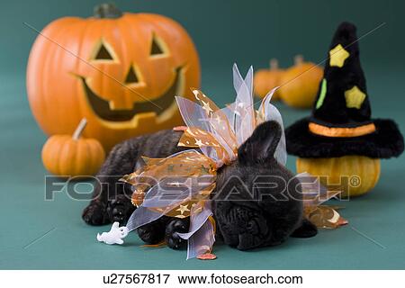 Stock Photo - French Bulldog Puppy and Halloween. Fotosearch