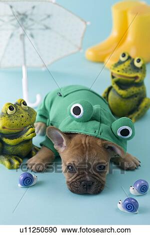 French Bulldog Puppy and Rainy Season View Large Photo Image Stock Image - French Bulldog Puppy and Rainy Season. Fotosearch