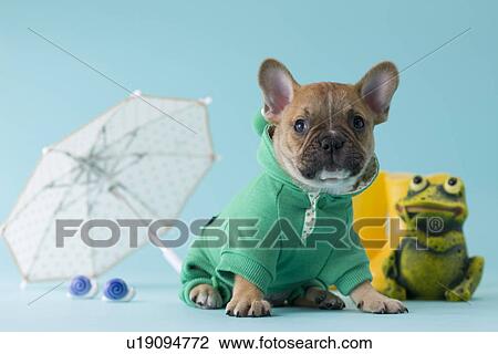 French Bulldog Puppy and Rainy Season View Large Photo Image Stock Image - French Bulldog Puppy and Rainy Season. Fotosearch